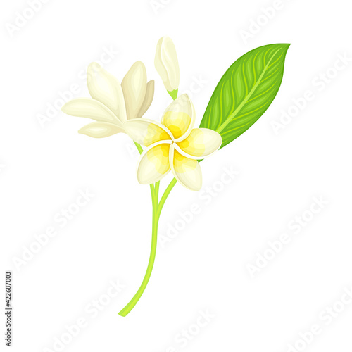 Plumeria or Frangipani Flower with White Oval Petals and Lanceolate Leaf Growing on Green Stem Vector Illustration