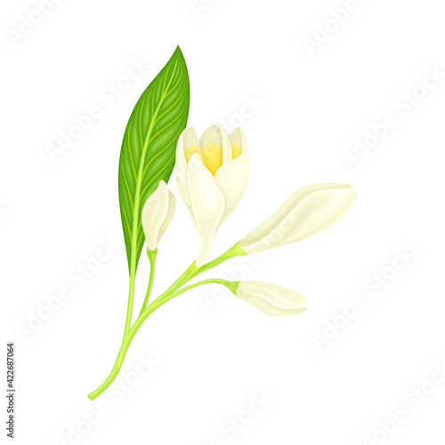 Plumeria or Frangipani Flower with White Oval Petals and Lanceolate Leaf Growing on Green Stem Vector Illustration