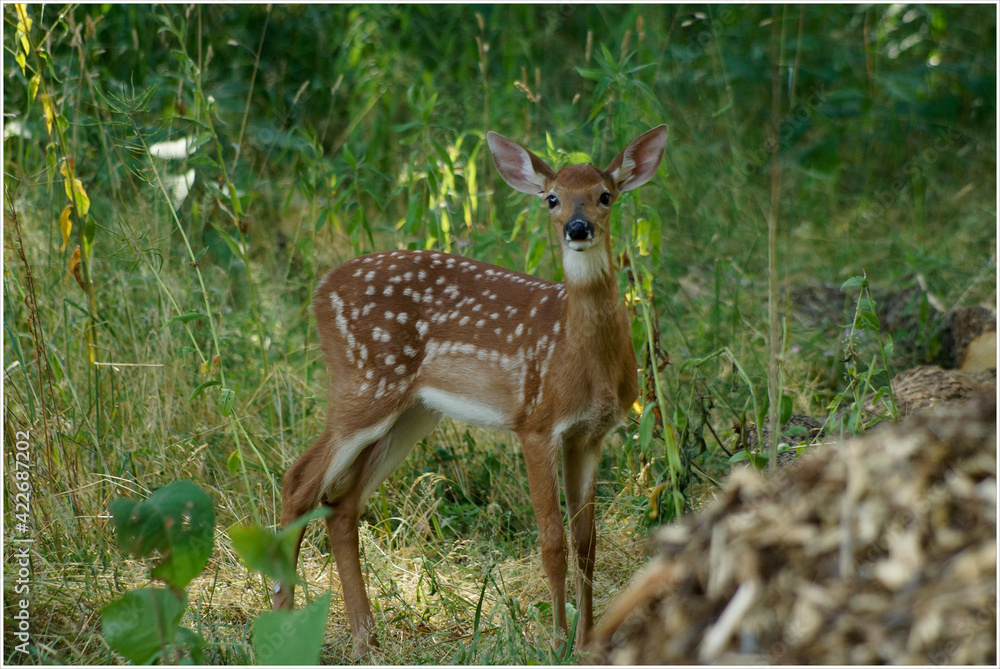 Baby deer fawns hiding in the grass Baby deer fawns hiding in the grass
