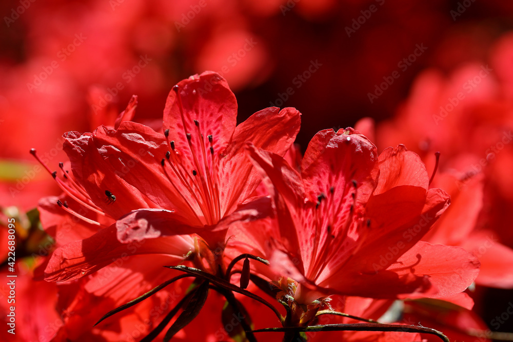 Beautiful azalea flower blooming in the forest. Beautiful azalea flower blooming in the forest.