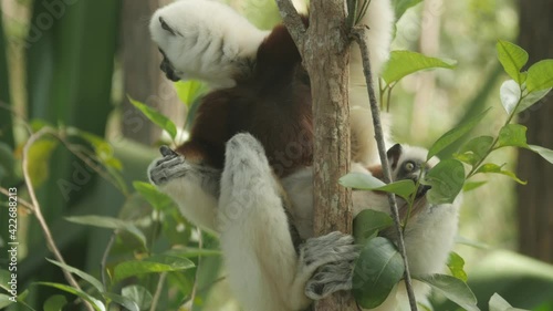 Baby Coquerel's Sifaka with mother who is blind in one eye photo