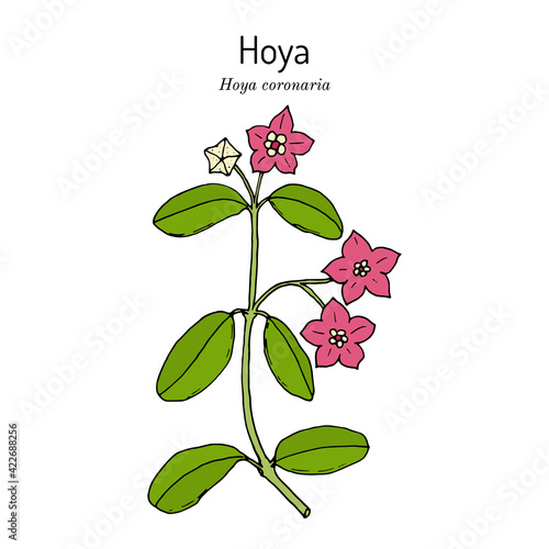 Hoya coronaria, medicinal plant