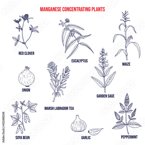 Collection of medicinal plants concentrating manganese