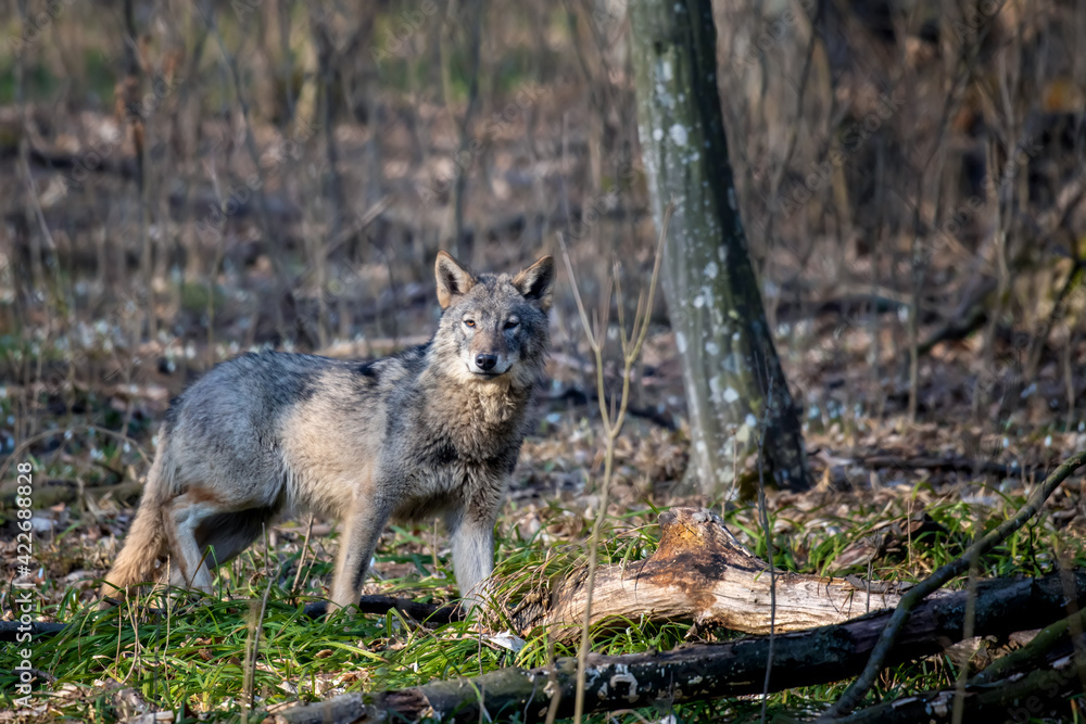 Fototapeta premium Wolf in the forest up close. Wild animal in the natural habitat