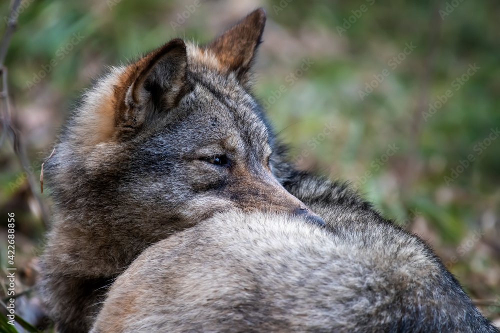 Wolf in the forest up close. Wild animal in the natural habitat Wolf in the forest up close. Wild animal in the natural habitat
