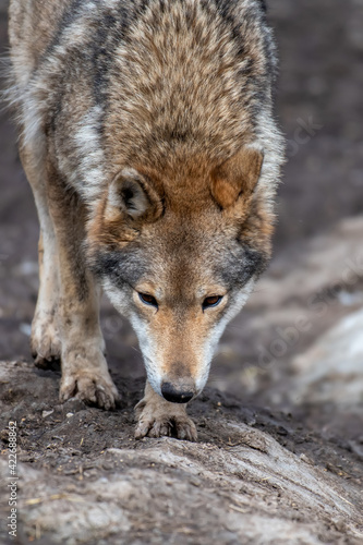 Wolf in the forest up close. Wild animal in the natural habitat