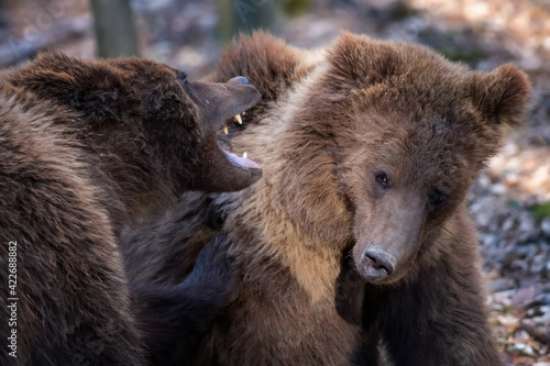 Two bears are fighting in the forest up close. Wild animal in the natural habitat