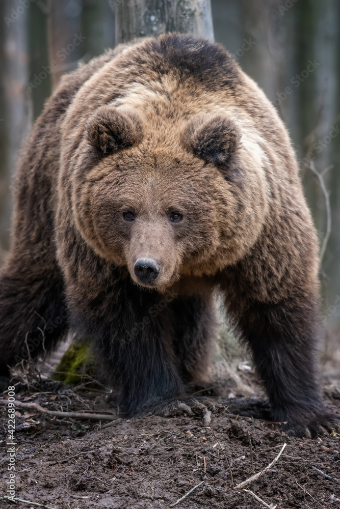 Brown bear in the forest up close. Wild animal in the natural habitat