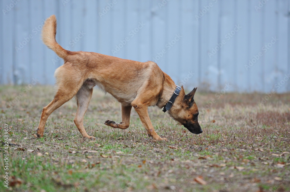 Service dogs on the territory of the cynological center.
