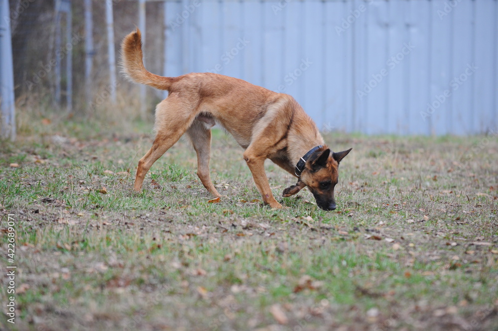 Service dogs on the territory of the cynological center. Service dogs on the territory of the cynological center.