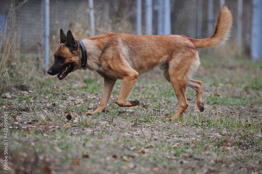 Service dogs on the territory of the cynological center. Service dogs on the territory of the cynological center.