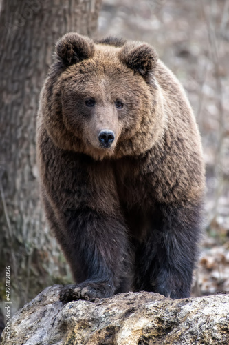 Brown bear in the forest up close. Wild animal in the natural habitat