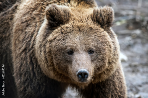 Close-up brown bear portrait. Danger animal in nature habitat. Big mammal © byrdyak