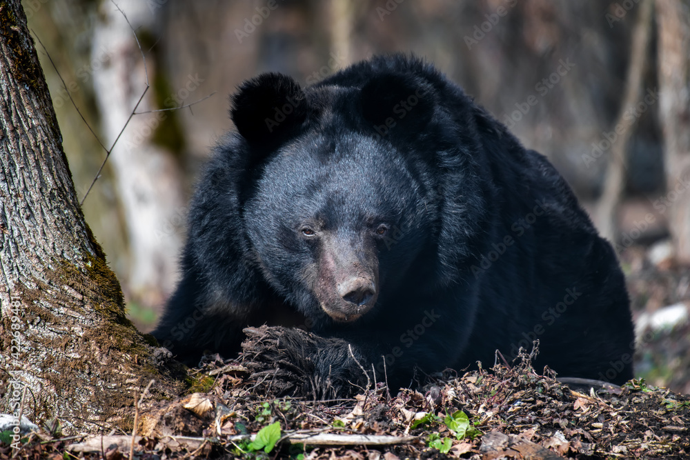 Asiatic black bear (Ursus thibetanus) in spring forest Asiatic black bear (Ursus thibetanus) in spring forest