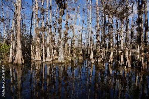 Swamps in National Park Everglades in Florida USA