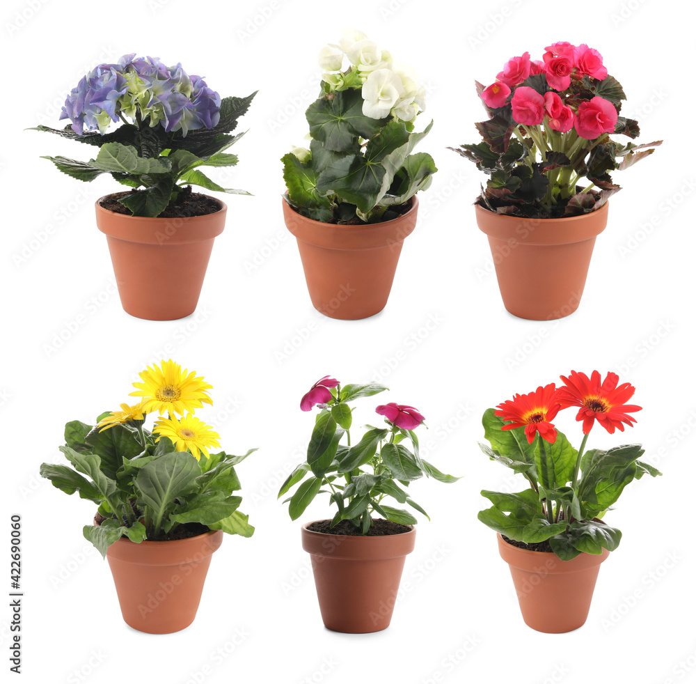 Collection of beautiful flowers in pots on white background