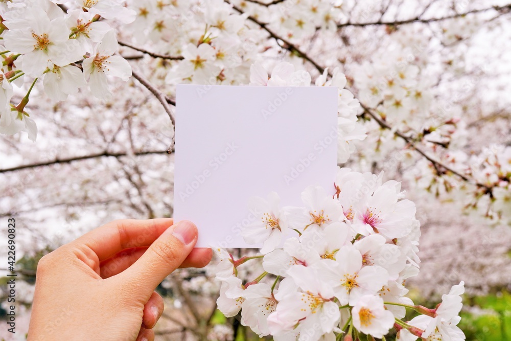 満開の桜の咲く枝と正方形の白いカードを持つ手のモックアップ 満開の桜の咲く枝と正方形の白いカードを持つ手のモックアップ