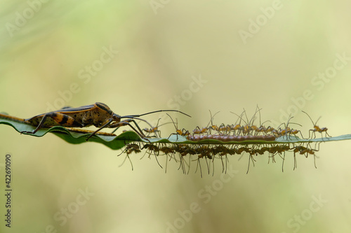 Incredible Mom of Insecta © abdul gapur dayak