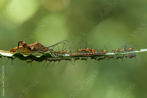 Incredible Mom of Insecta © abdul gapur dayak