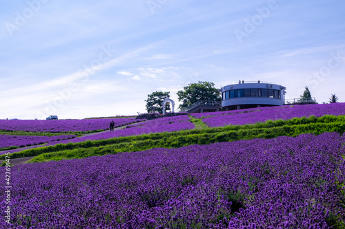 夏の上富良野町 日の出公園ラベンダー園の風景