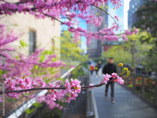 Photography Cherry Blossoms New York City High Line, USA