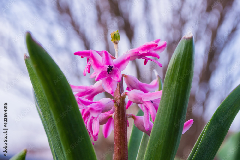Obraz premium Beautiful spring flowers closeup. Pink Hyacinth (Latin: Hyacinthus). Selective focus. Soft blurry background.