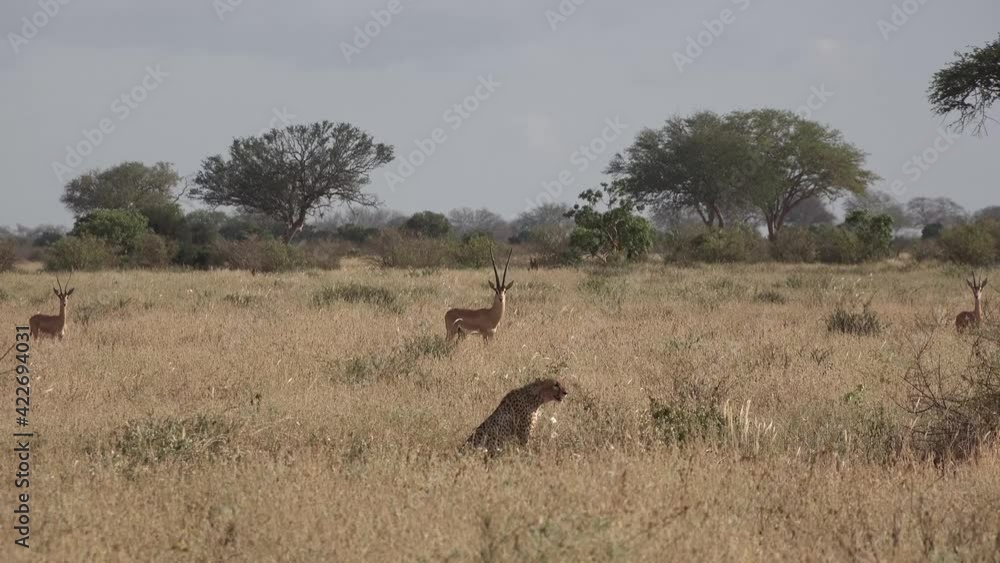 Africa. Kenya. Cheetahs in the African savannah. Africa. Kenya. Cheetahs in the African savannah.