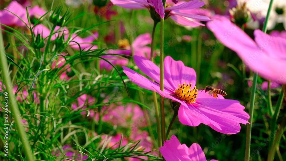 Fototapeta premium Close-up motion bee set with beautiful pink and white cosmos flowers are blooming with bright sky background.