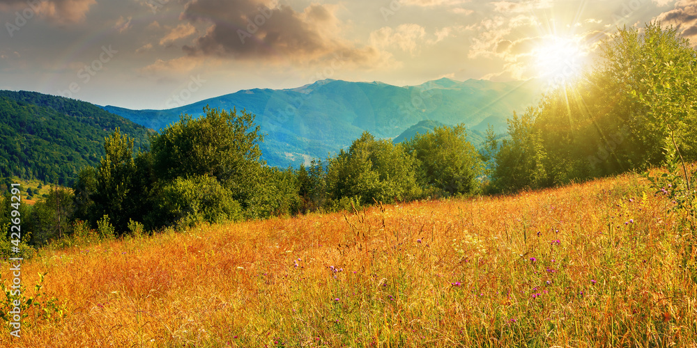 Obraz premium rural field in mountains at sunset. beautiful summer landscape of carpathian countryside in evening light. trees on the hill, forested ridge in the distance beneath a blue sky with clouds.