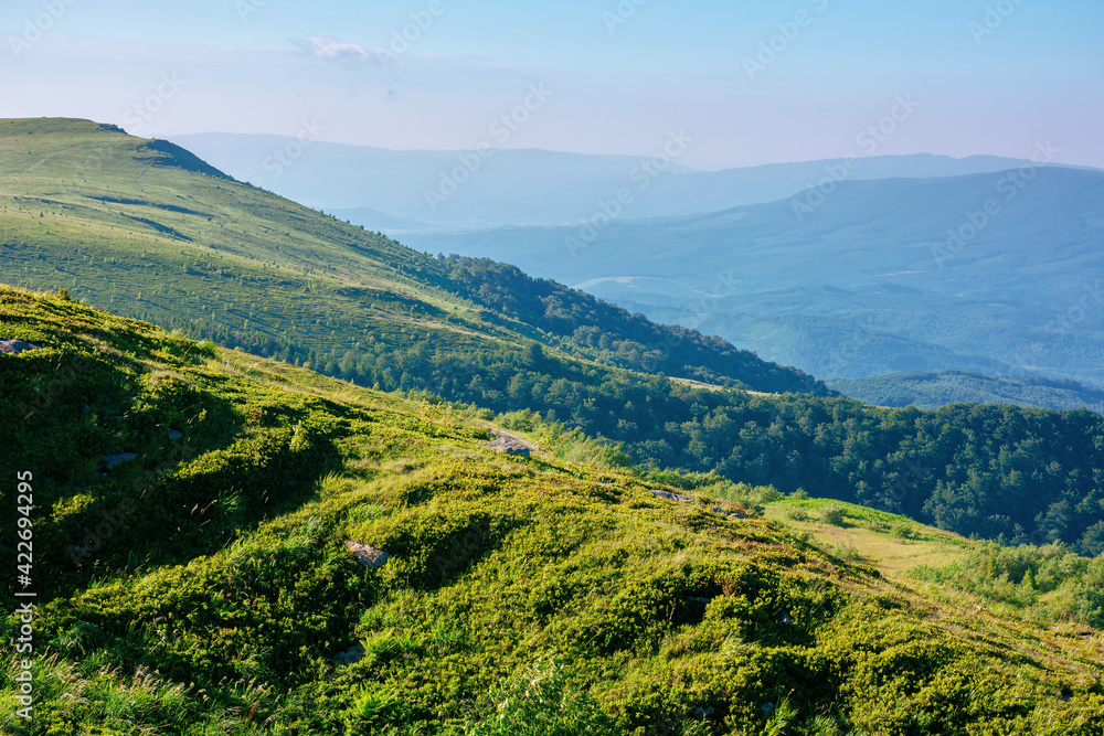 mountain landscape in summer. grassy hills in the morning light. beautiful nature of carpathians