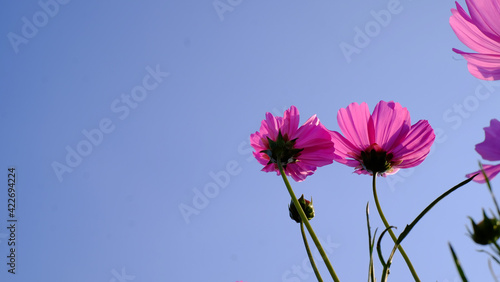 Close-up bright floral of summer in field. Beautiful pink and white cosmos flowers are blooming  with bright sky background.