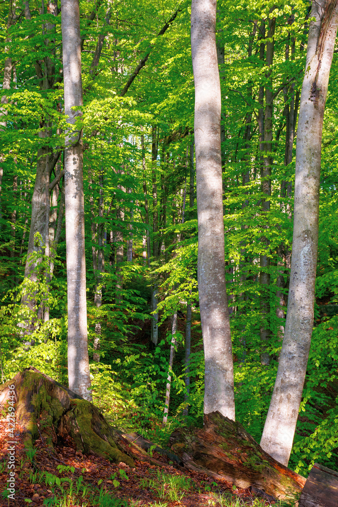 beech trees with fresh green foliage in sunlight. beautiful nature forest scenery in spring beech trees with fresh green foliage in sunlight. beautiful nature forest scenery in spring