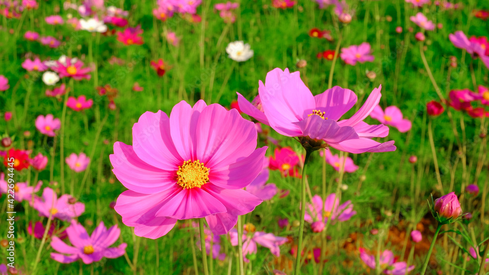 Close-up bright floral of summer in field. Beautiful pink and white cosmos flowers are blooming with bright sky background. Close-up bright floral of summer in field. Beautiful pink and white cosmos flowers are blooming with bright sky background.