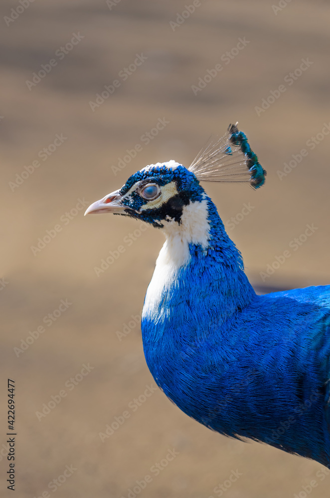 Fototapeta premium portrait of a beautiful blue peacock, indian peafowl or common peafowl in captivity