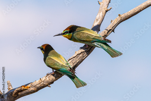 Young European bee eater, Merops apiaster. Common bee-eater