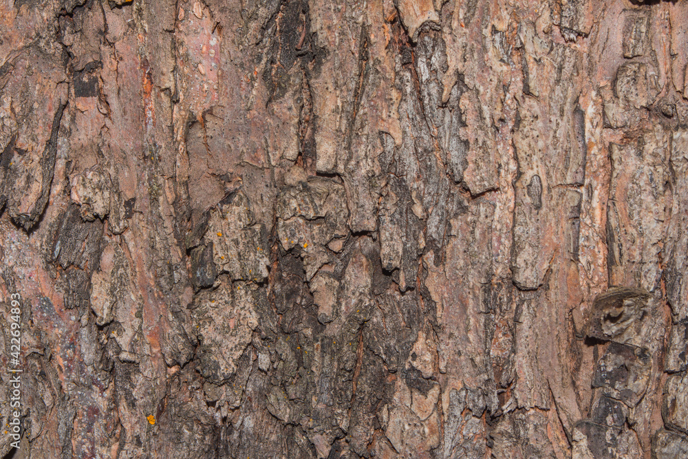Oak tree bark close up. Old wood tree bark texture. Selective focus. Oak tree bark close up. Old wood tree bark texture. Selective focus.