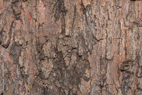 Oak tree bark close up. Old wood tree bark texture. Selective focus.
