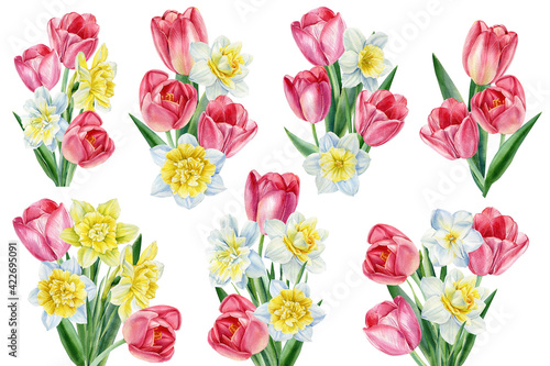 Bouquet flowers  Set of tulips and daffodils on isolated white background  watercolor botanical illustration