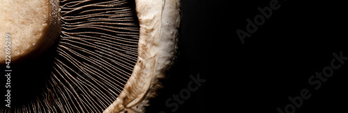 portobello mushroom on black background, panoramic mock-up image photo