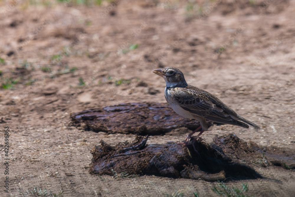 Fototapeta premium Calandra Lark or Melanocorypha calandra, adult bird in wild nature