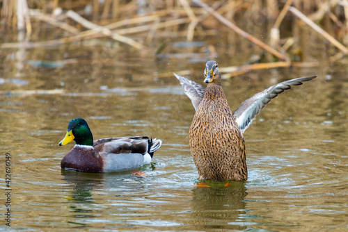 Fotografija Mallard Ducks or Anas platyrhynchos in pond or lake