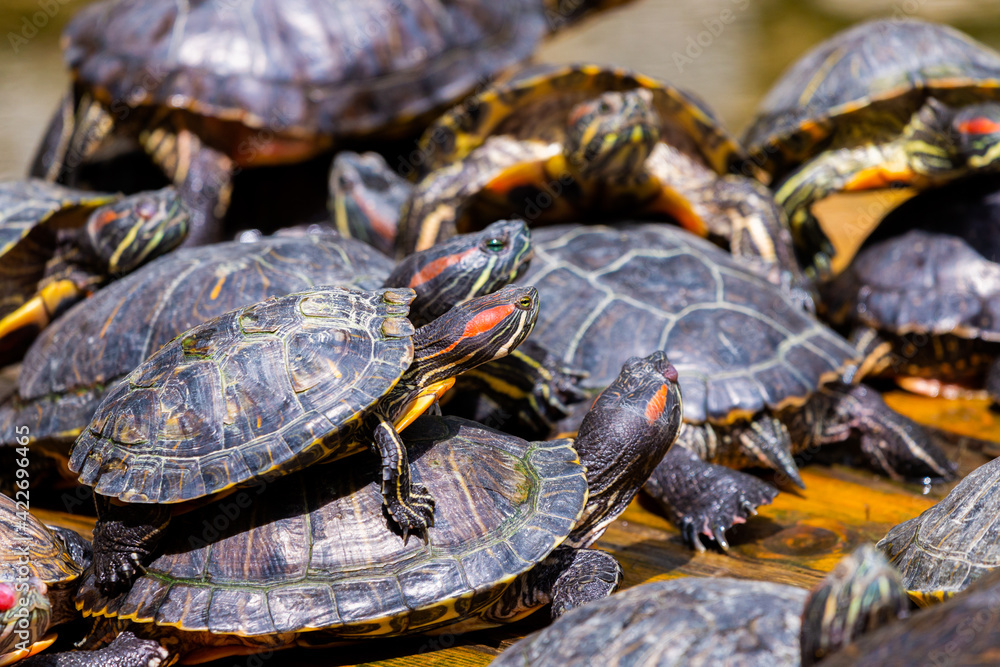 Group of red-eared slider or Trachemys scripta elegans in pool. Dozens of yellow-bellied slider turtles sunning on a wooden surface Group of red-eared slider or Trachemys scripta elegans in pool. Dozens of yellow-bellied slider turtles sunning on a wooden surface