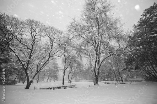 Wallpaper Mural 소나무 풍경 Torontodigital.ca