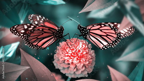 Photos Lovely monarch butterflies on pink flowers in a fairy garden