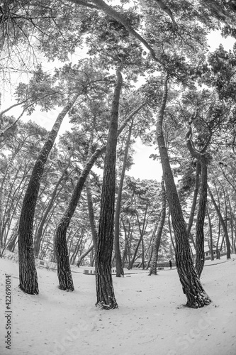 Wallpaper Mural 소나무 풍경 Torontodigital.ca