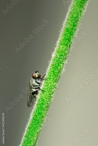 Macro photograph of a housefly looking upwards photo