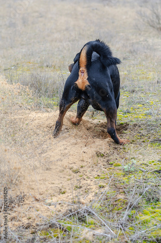 Black dog digs hole in field with dry grass.