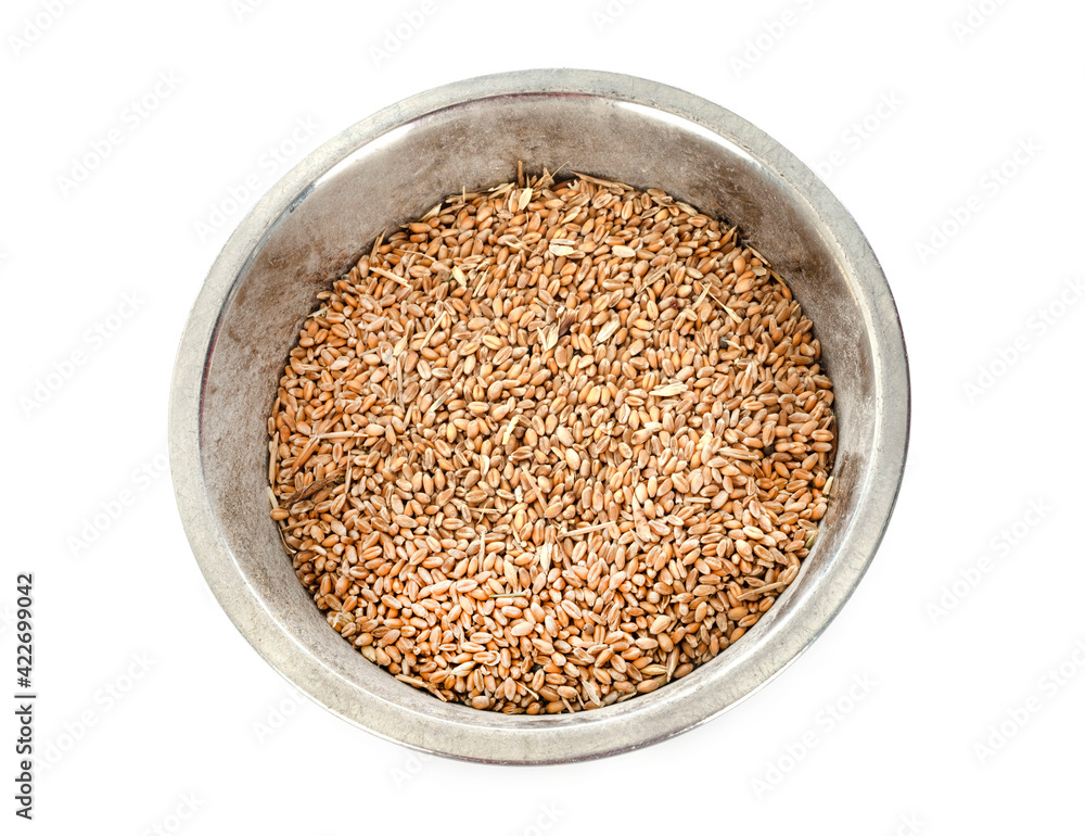 wheat in studio