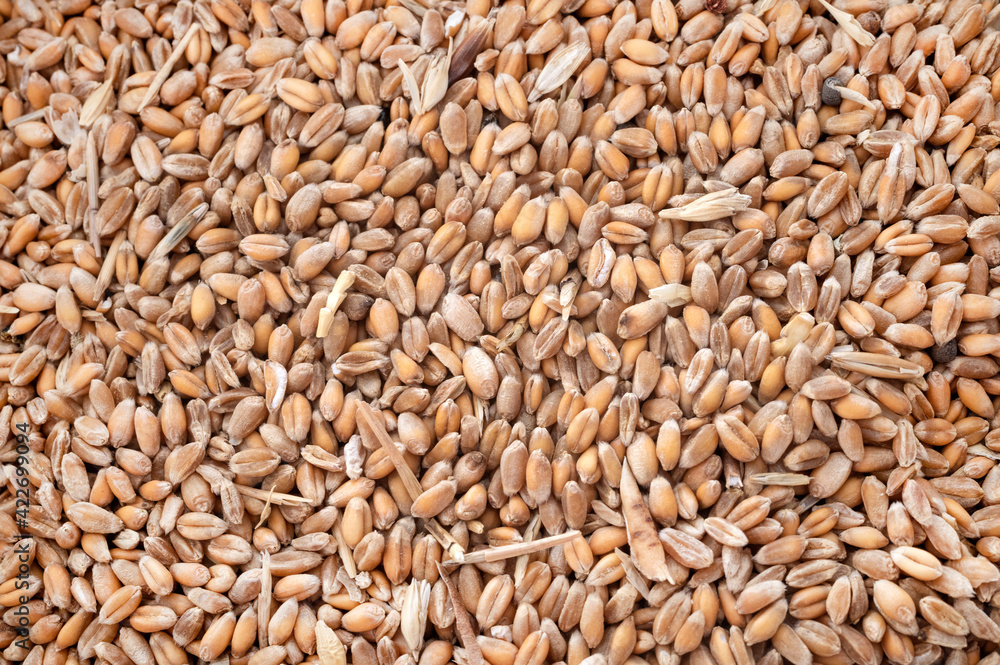 wheat in studio wheat in studio