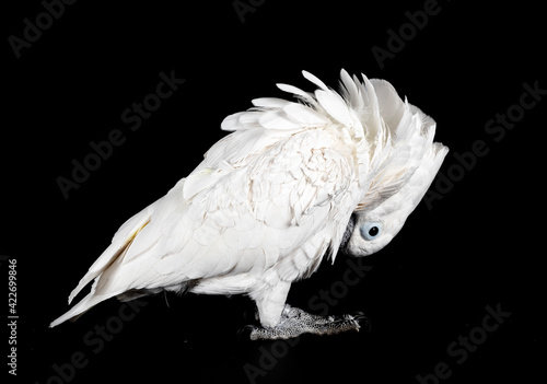 White cockatoo in studio
